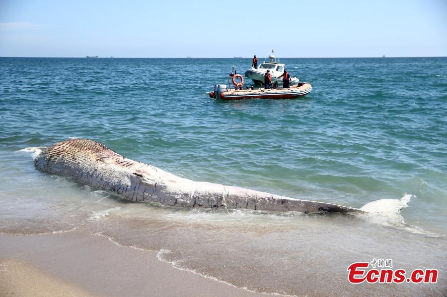 Baleia de 14 metros fica encalhada na costa turca