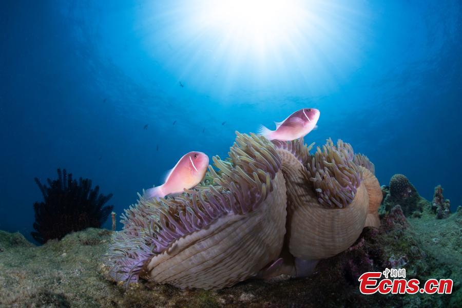 Mundo oceânico é revelado por fotógrafos subaquáticos em Hainan