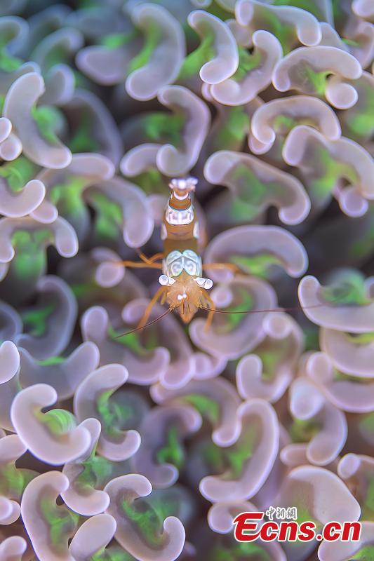 Mundo oceânico é revelado por fotógrafos subaquáticos em Hainan