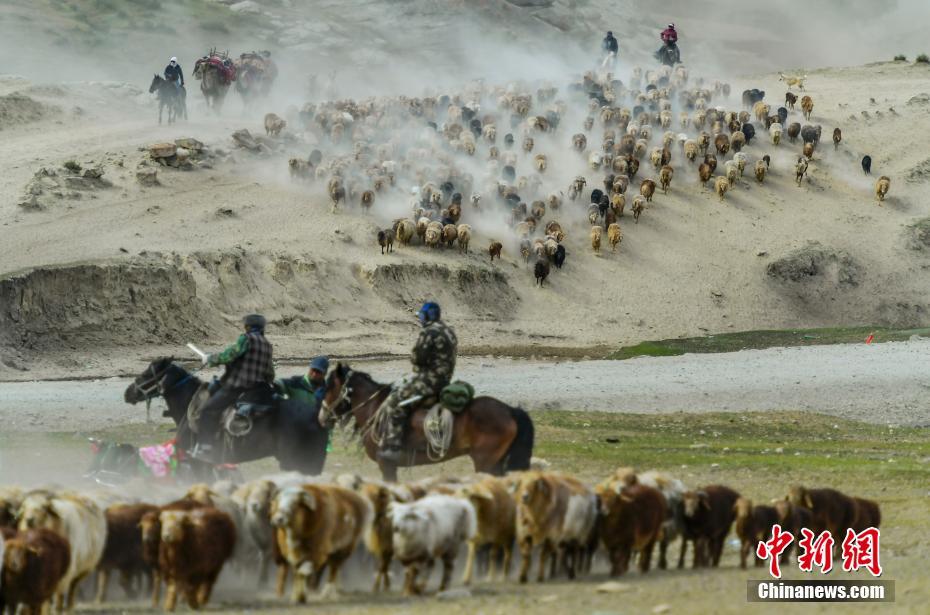 Xinjiang: Migração sazonal de rebanhos ocorre em Altay 