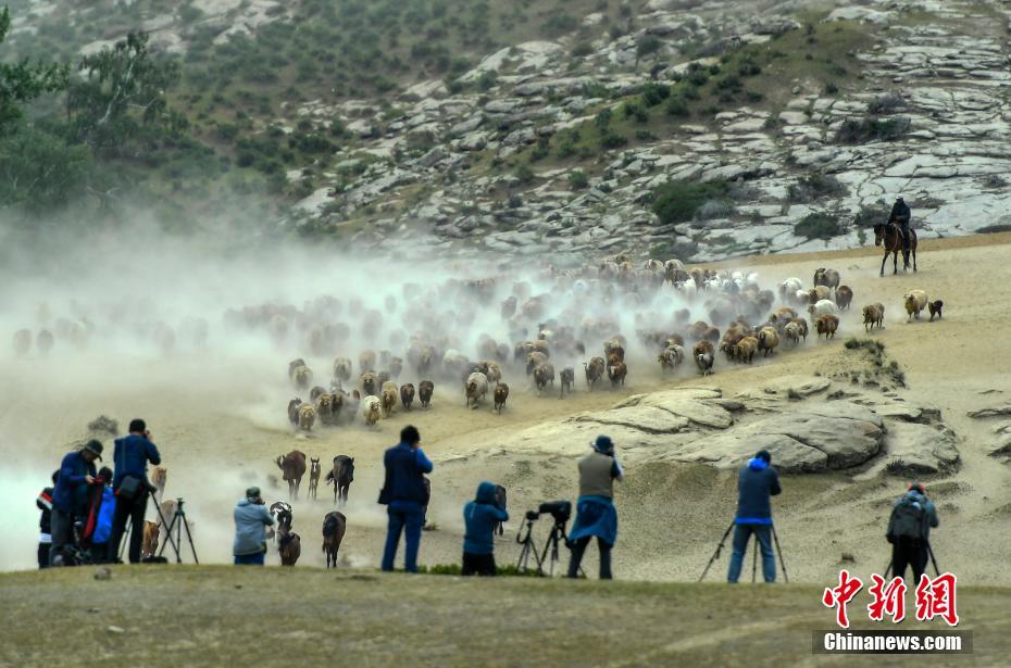 Xinjiang: Migração sazonal de rebanhos ocorre em Altay 