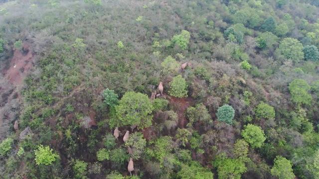 Manada de elefantes migrantes da China avança para sudoeste