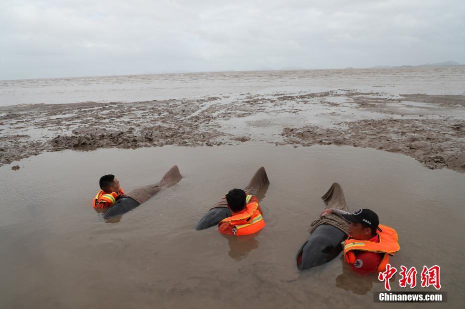 China: baleias encalhadas em Zhejiang encontram-se resgatadas