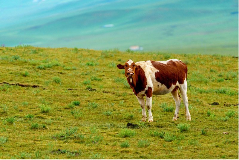 Paisagens idílicas ao longo do Lago Qinghai