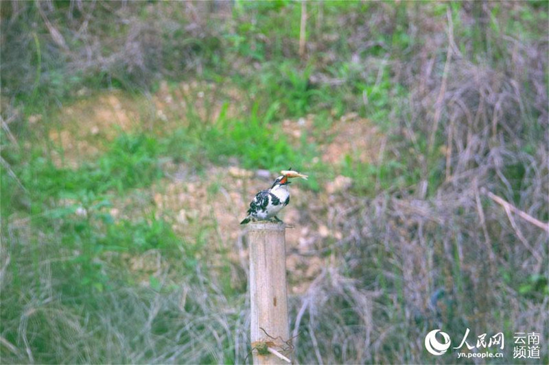  Yunnan: Guarda-rios-malhado é encontrado pela primeira vez em Longling