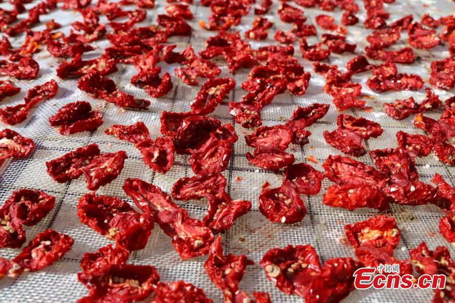 Galeria: Temporada de colheita de tomate em Xinjiang