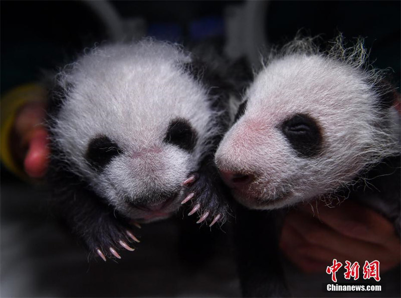 Galeria: gêmeos pandas em Sichuan