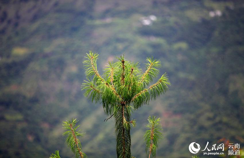 Yunnan: espécie ameaçada pinus quinquefolia com recuperação significativa