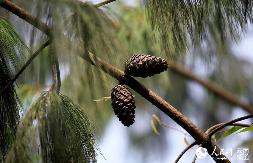 Yunnan: espécie ameaçada pinus quinquefolia com recuperação significativa