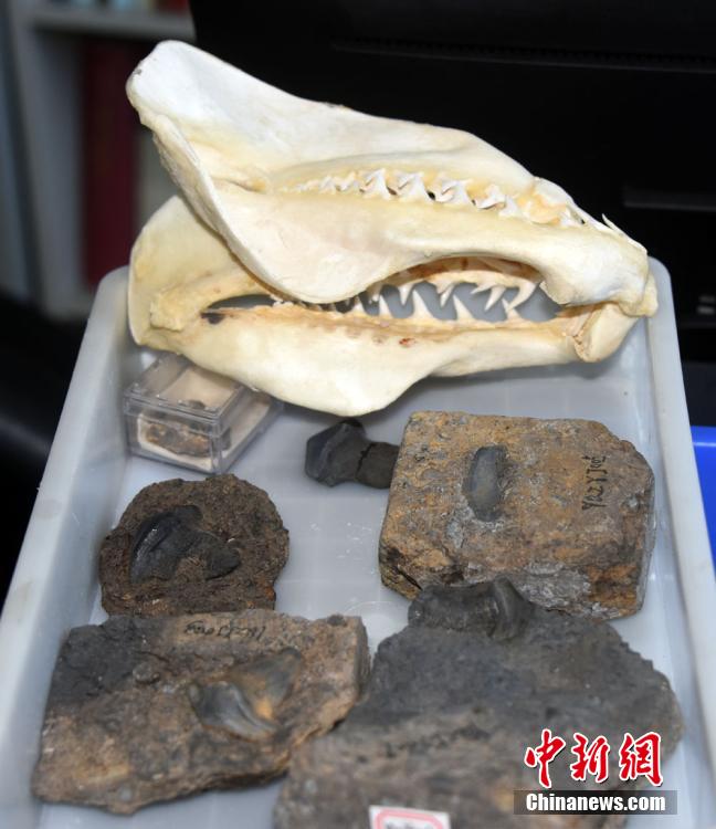 Primeira descoberta de fósseis de petalodontiformes na China data de há 290 milhões de anos