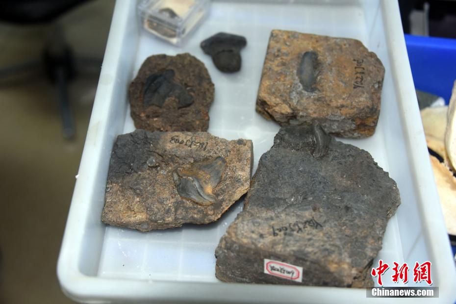 Primeira descoberta de fósseis de petalodontiformes na China data de há 290 milhões de anos