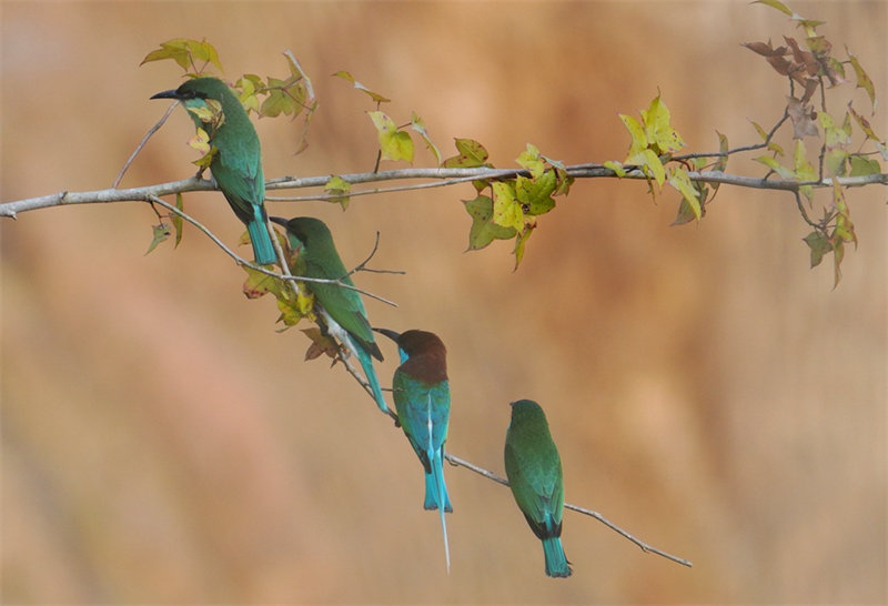 “Mais belas” aves da China são avistadas em Fujian