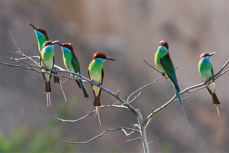 “Mais belas” aves da China são avistadas em Fujian