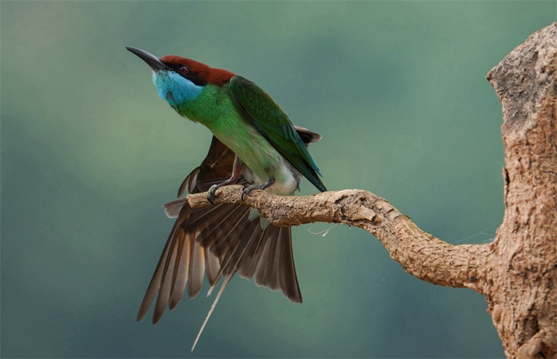 “Mais belas” aves da China são avistadas em Fujian