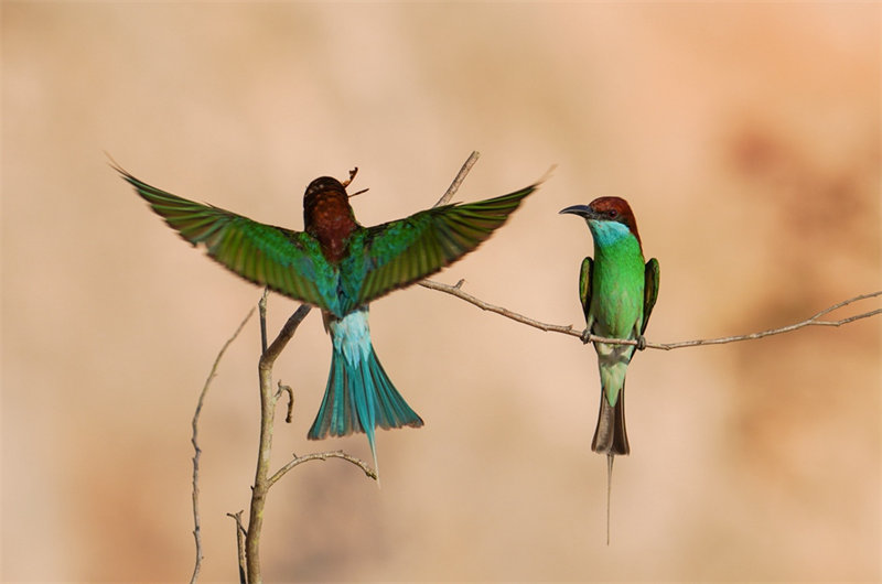 “Mais belas” aves da China são avistadas em Fujian