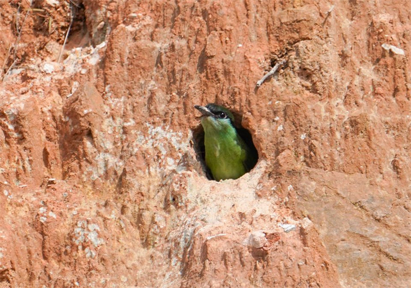 “Mais belas” aves da China são avistadas em Fujian