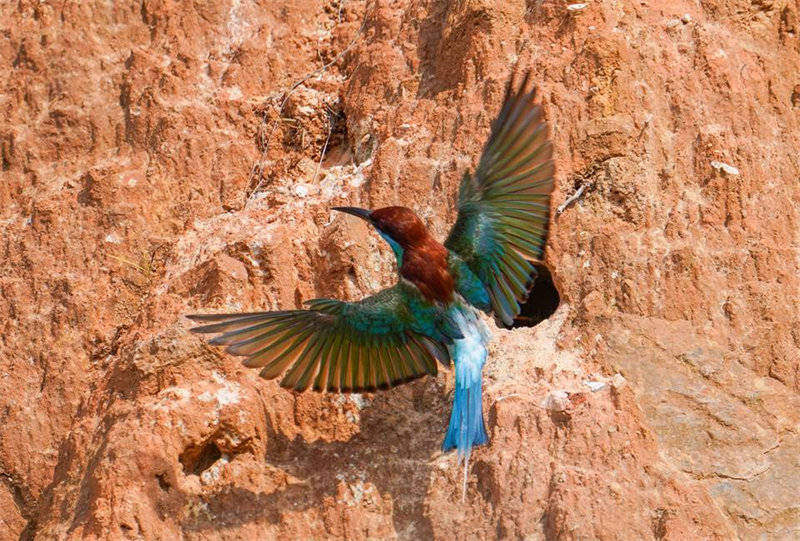 “Mais belas” aves da China são avistadas em Fujian