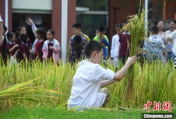 Chongqing: alunos de escola primária colhem arroz no campus