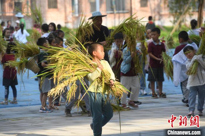 Chongqing: alunos de escola primária colhem arroz no campus