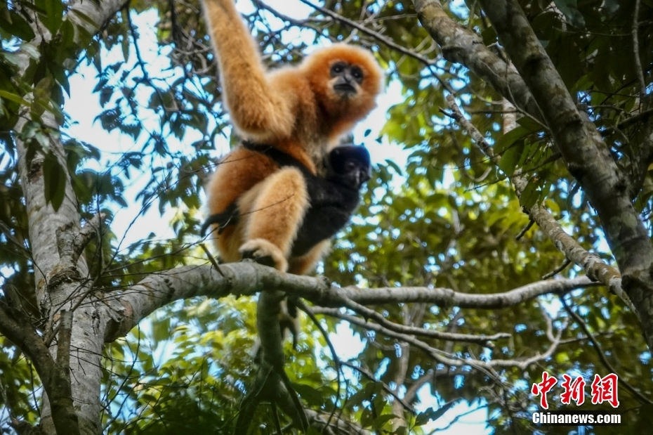 Hainan: família de gibões acrescenta dois elementos à tribo