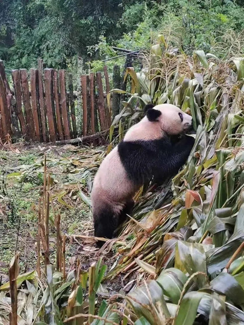 Panda gigante aparece num campo de milho