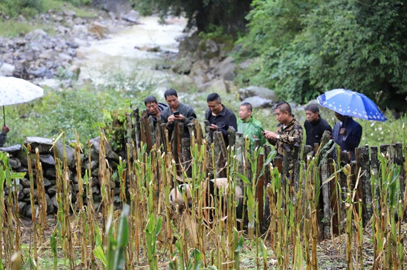 Panda gigante aparece num campo de milho