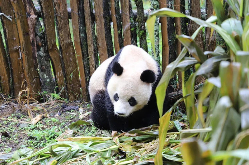 Panda gigante aparece num campo de milho