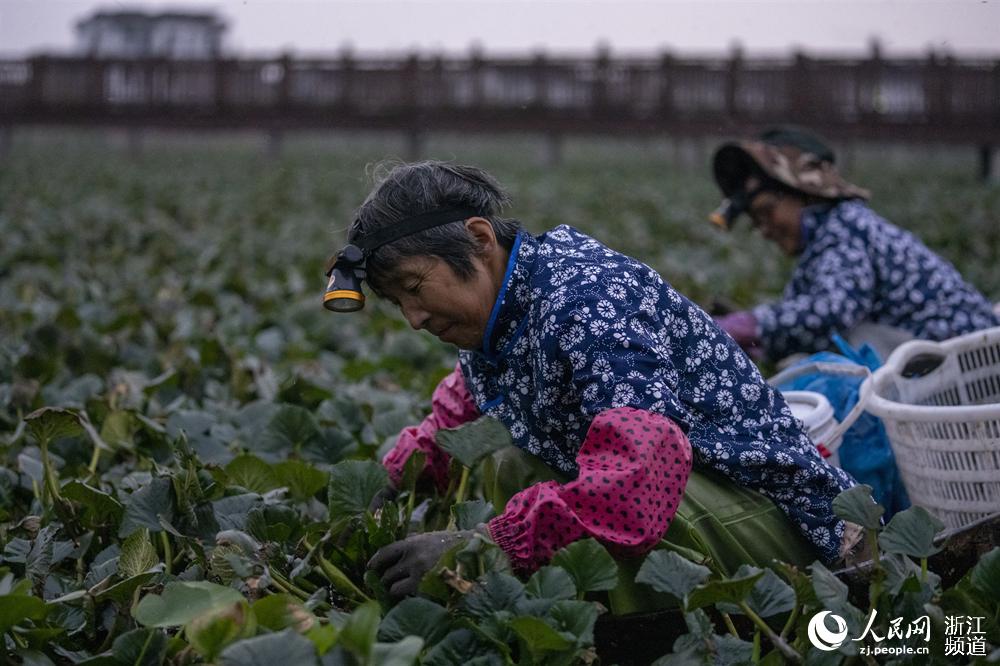 Zhejiang: temporada de “trapa natans” se aproxima com chegada do outono