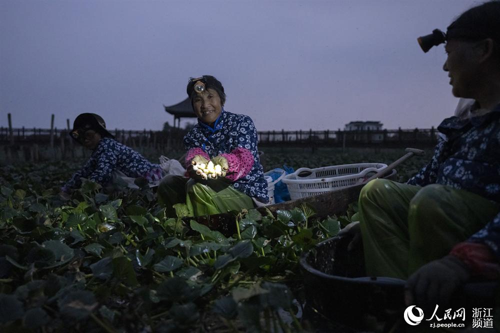 Zhejiang: temporada de “trapa natans” se aproxima com chegada do outono