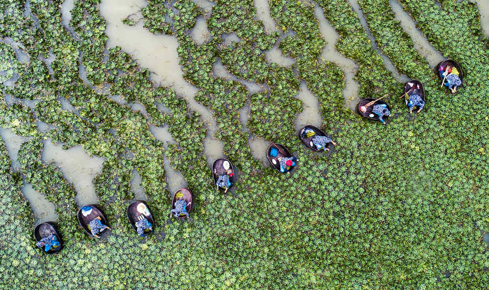 Zhejiang: temporada de “trapa natans” se aproxima com chegada do outono