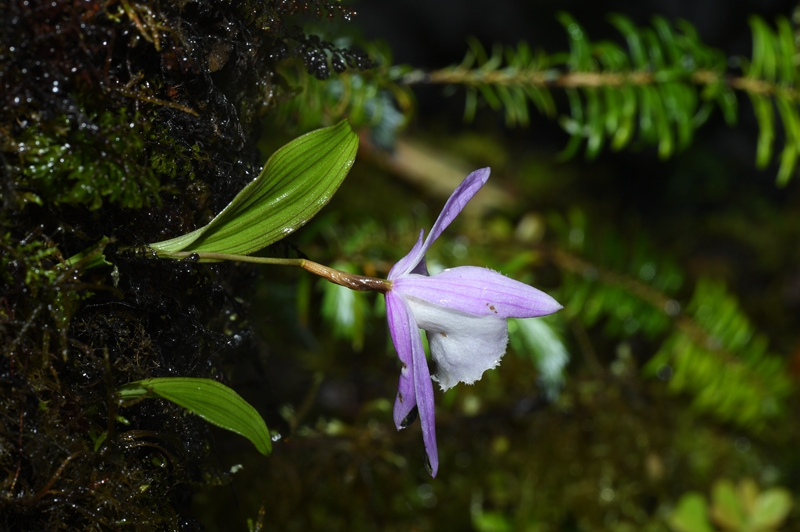 China lança nova lista de plantas silvestres para proteção prioritária