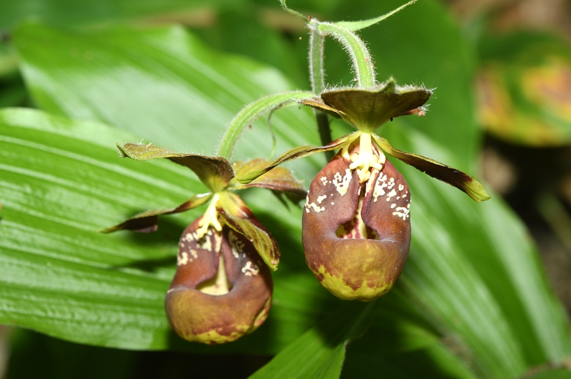 China lança nova lista de plantas silvestres para proteção prioritária