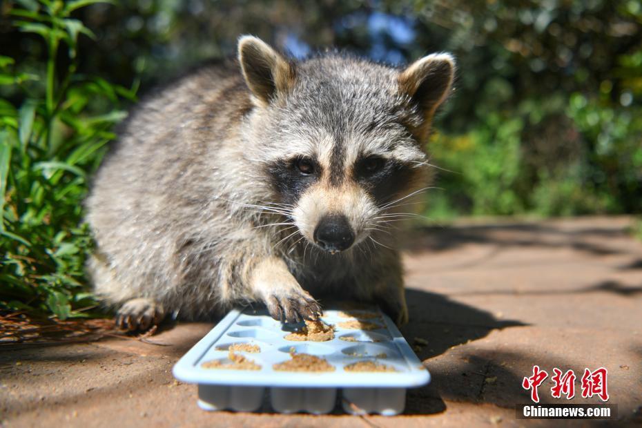 Kunming: animais desfrutam de “bolo lunar”