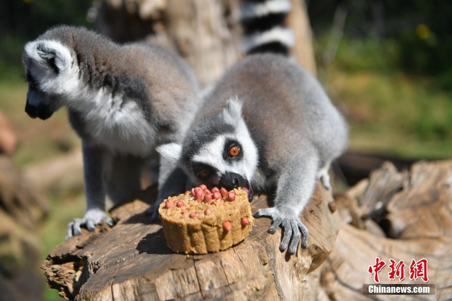 Kunming: animais desfrutam de “bolo lunar”