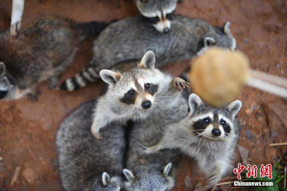 Kunming: animais desfrutam de “bolo lunar”