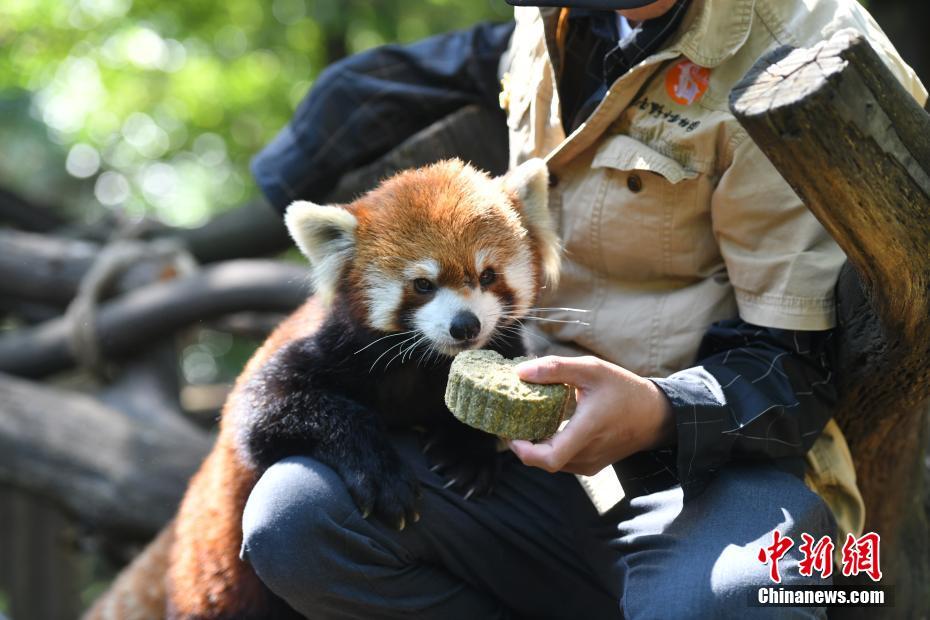 Kunming: animais desfrutam de “bolo lunar”