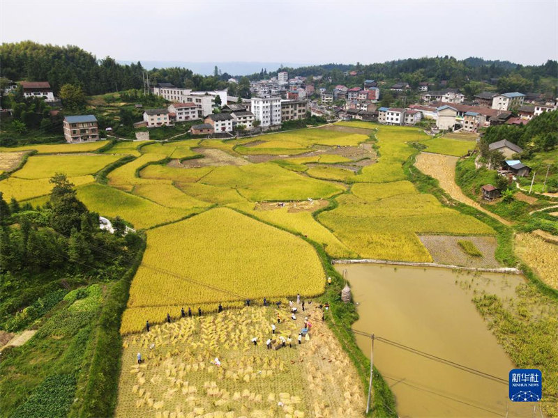 Xi expressa saudações antes do festival da colheita dos agricultores chineses