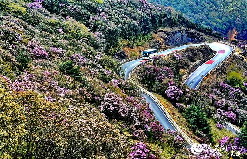 Yunnan estabelece banco de genes de Rhododendron lapponicum