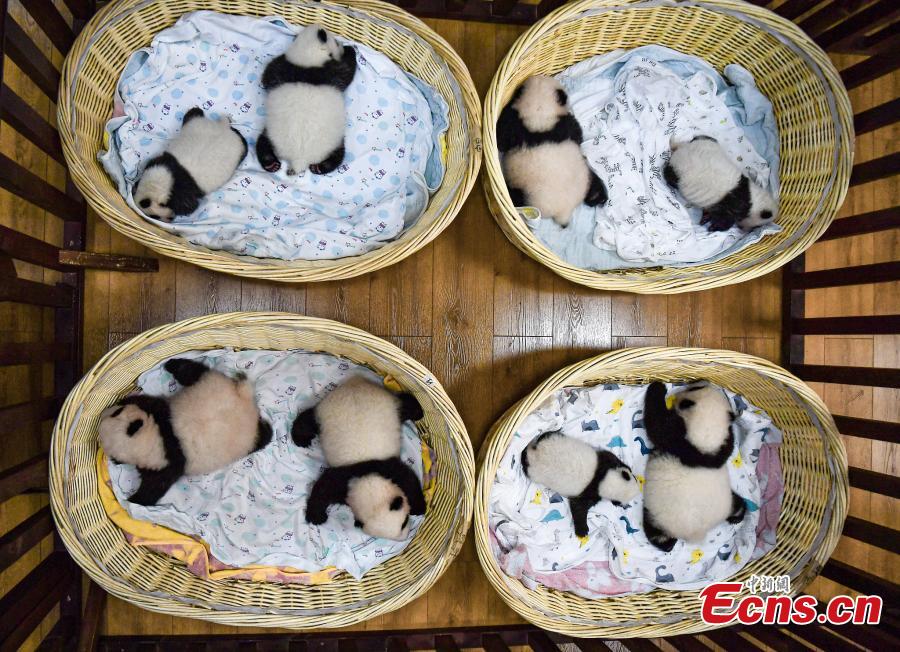 Sichuan: centro de criação de pandas gigantes comemora nascimento de 8 crias este ano