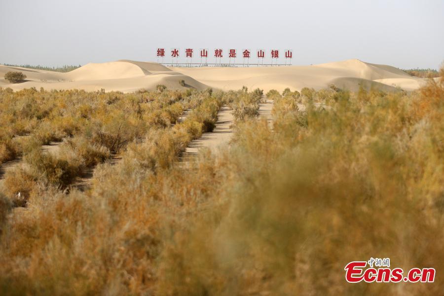 Xinjiang: projeto ecológico transforma deserto em oásis 