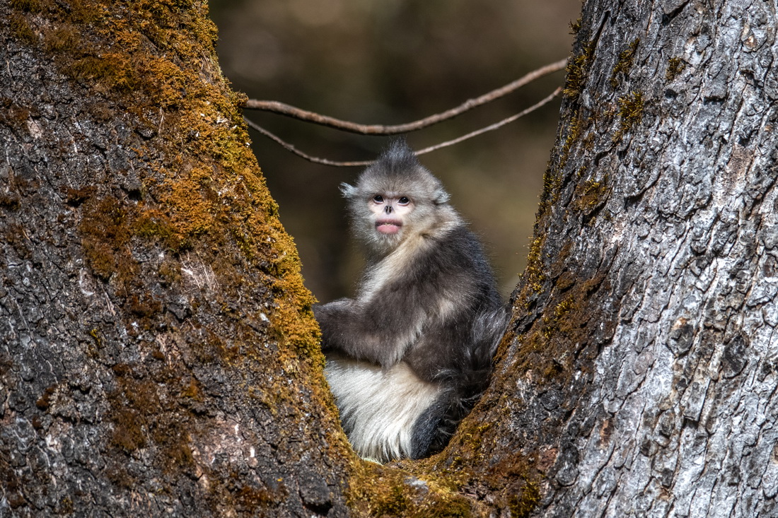 Yunnan: espécie de macaco em perigo de extinção registra aumento populacional