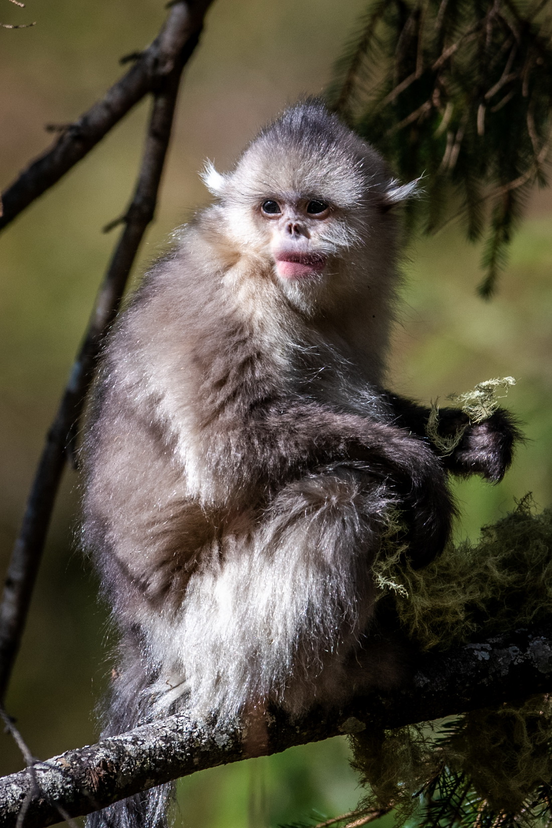 Yunnan: espécie de macaco em perigo de extinção registra aumento populacional