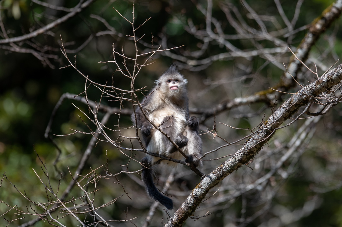 Yunnan: espécie de macaco em perigo de extinção registra aumento populacional