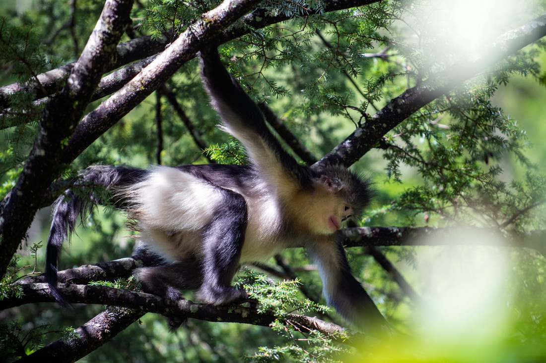 Yunnan: espécie de macaco em perigo de extinção registra aumento populacional