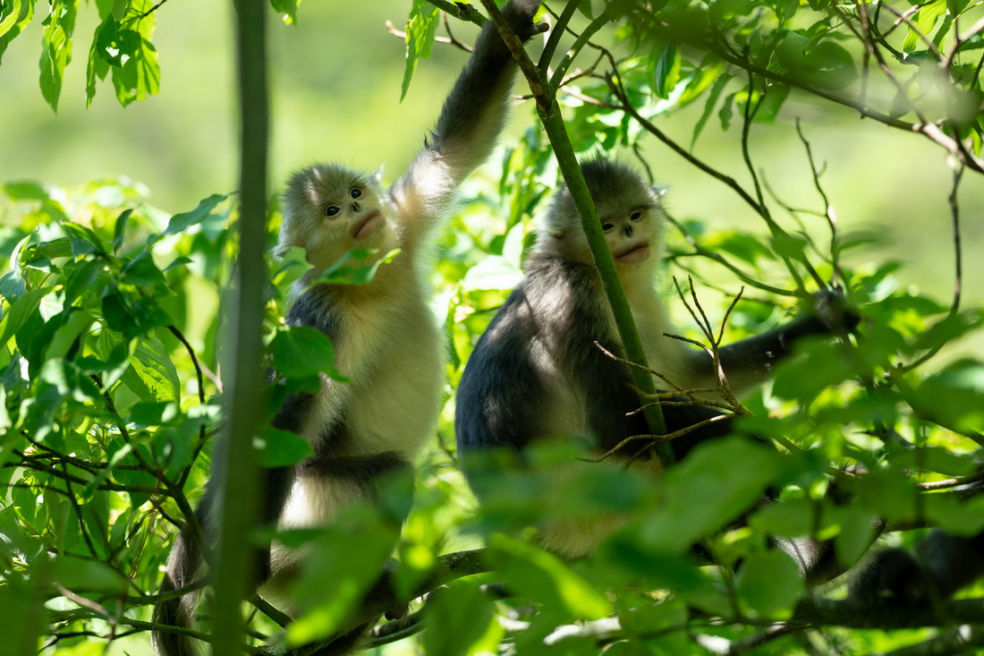 Yunnan: espécie de macaco em perigo de extinção registra aumento populacional