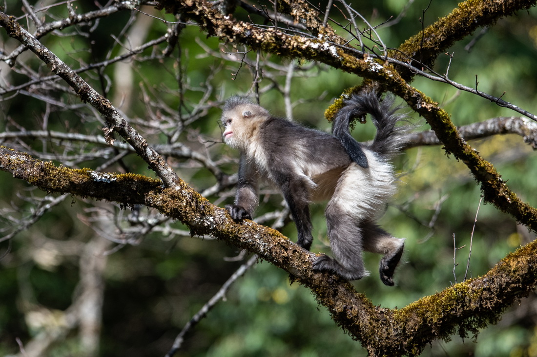 Yunnan: espécie de macaco em perigo de extinção registra aumento populacional