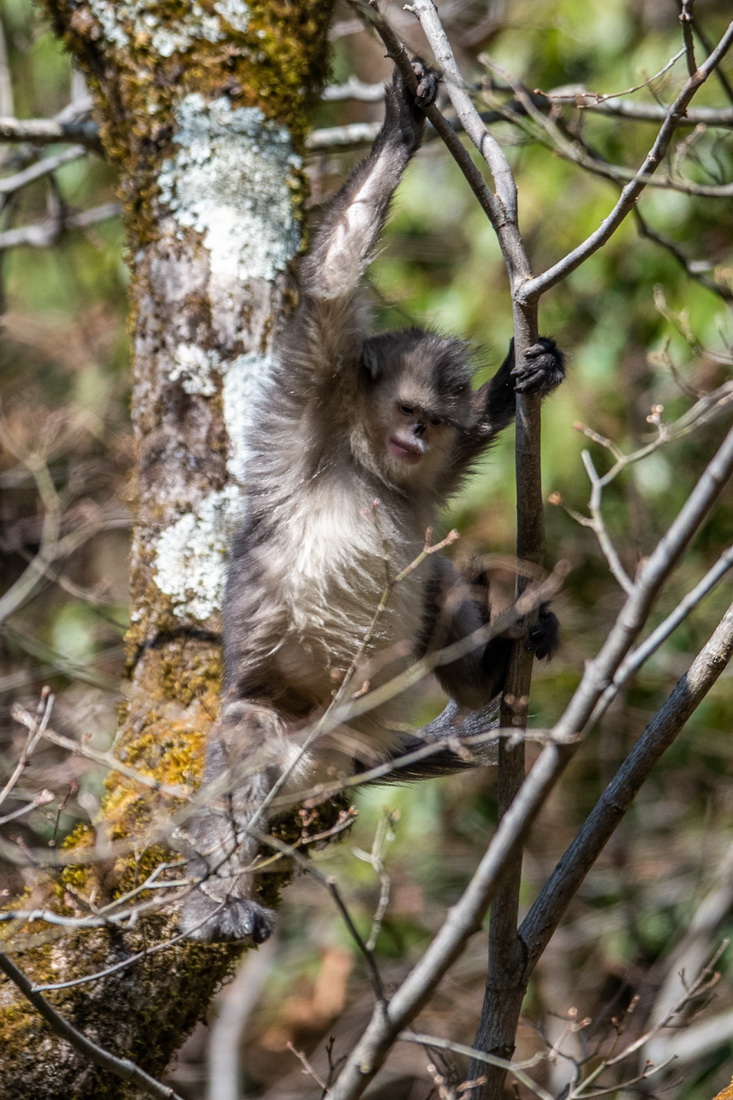 Yunnan: espécie de macaco em perigo de extinção registra aumento populacional