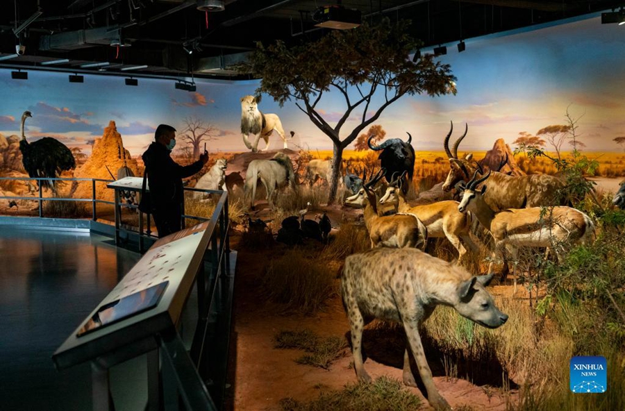 Galeria: Museu Arqueológico de Chengjiang, Yunnan