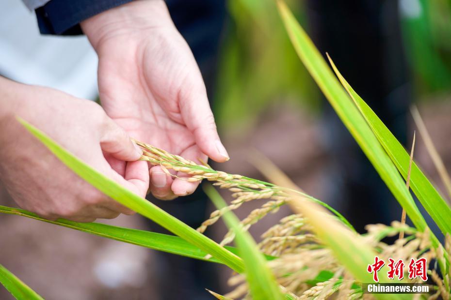 China: arroz híbrido de terceira geração atinge alto rendimento