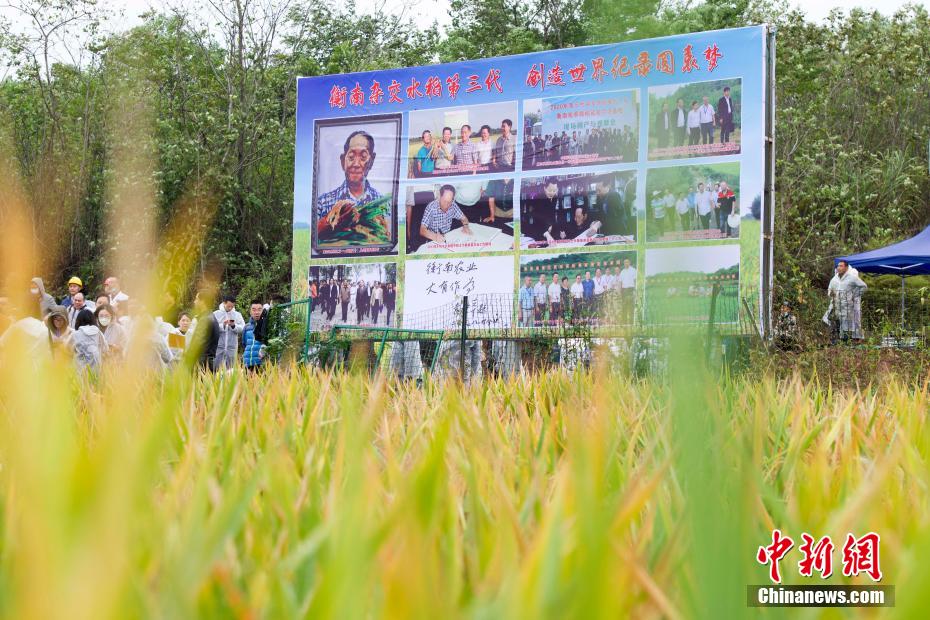 China: arroz híbrido de terceira geração atinge alto rendimento